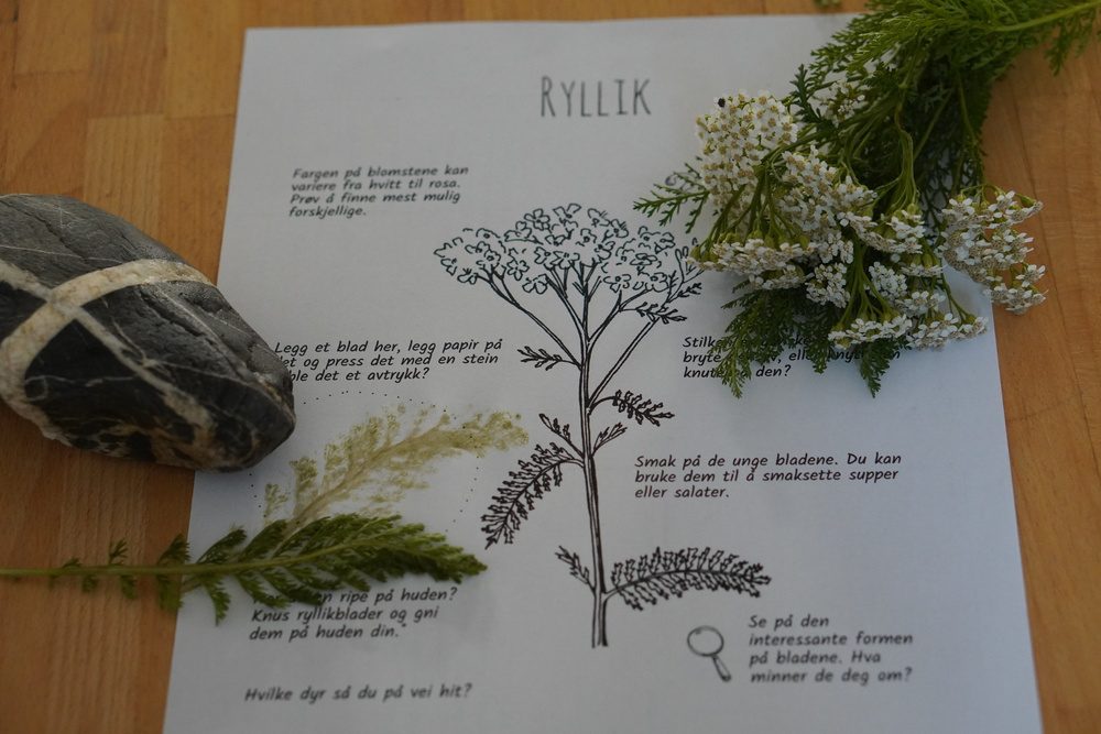 Utforsk planter: ryllik - Bilde 2