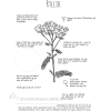 Utforsk planter: ryllik