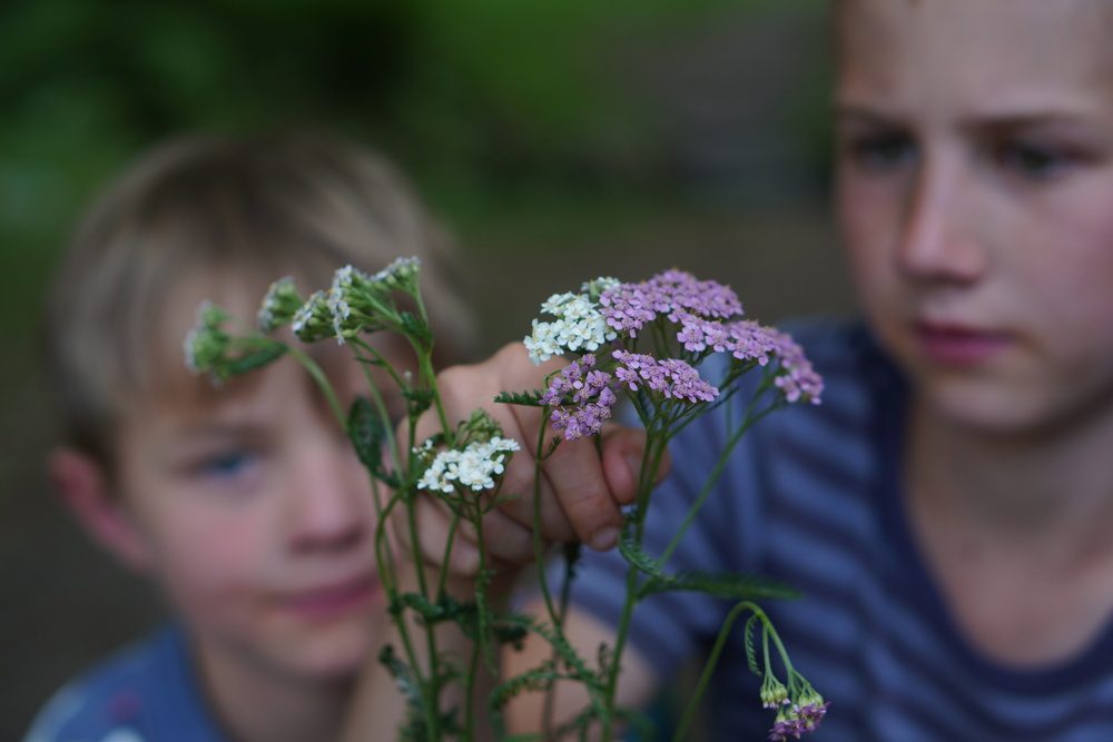 UTFORSK PLANTER! - Bilde 18