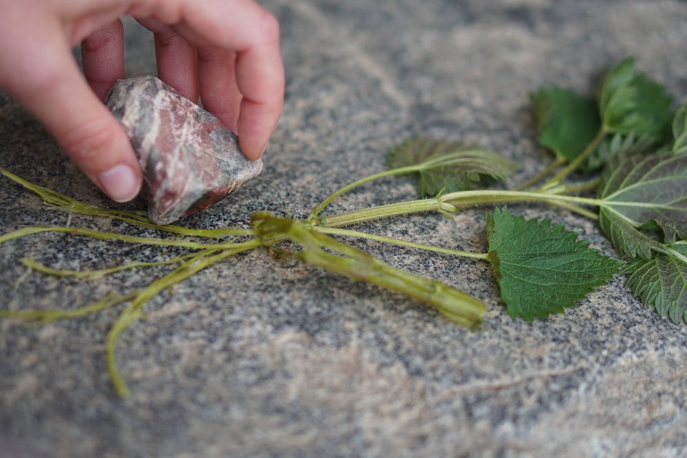 UTFORSK PLANTER! - Bilde 20