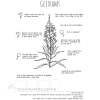 Utforsk planter: geitrams