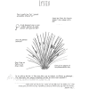 Utforsk planter: lyssiv