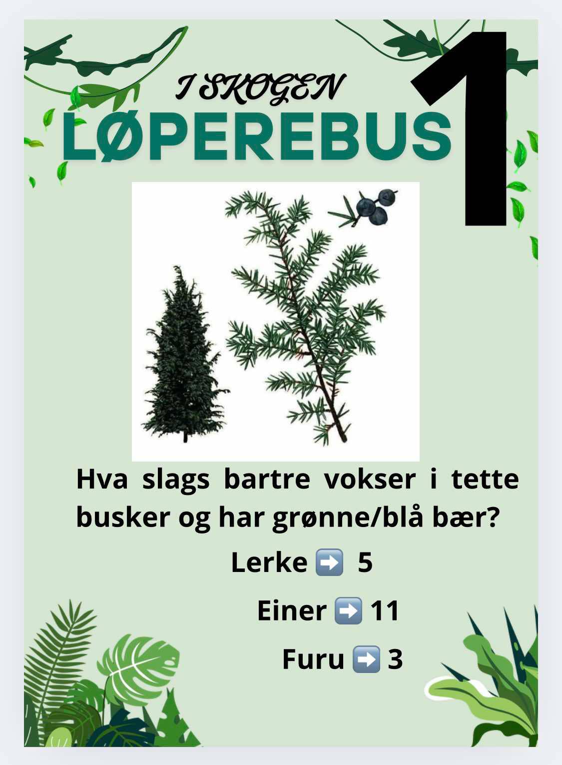 Løperebus i skogen - Norske trær - Bilde 3