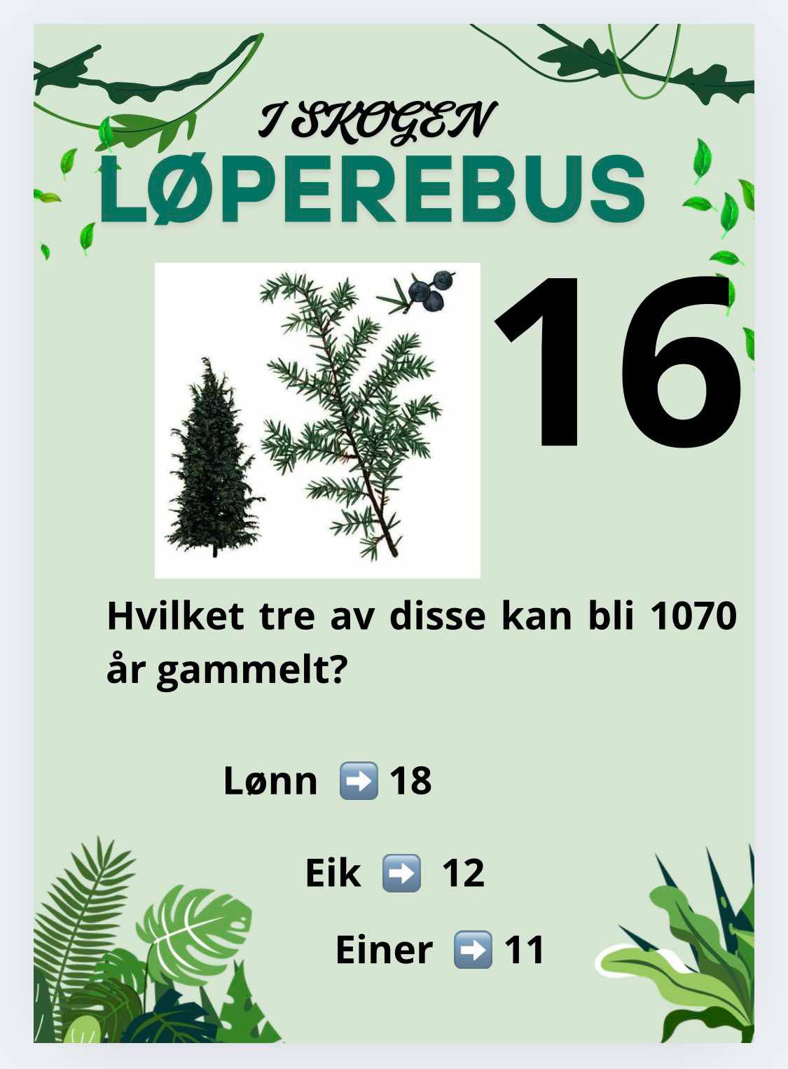 Løperebus i skogen - Norske trær - Bilde 15
