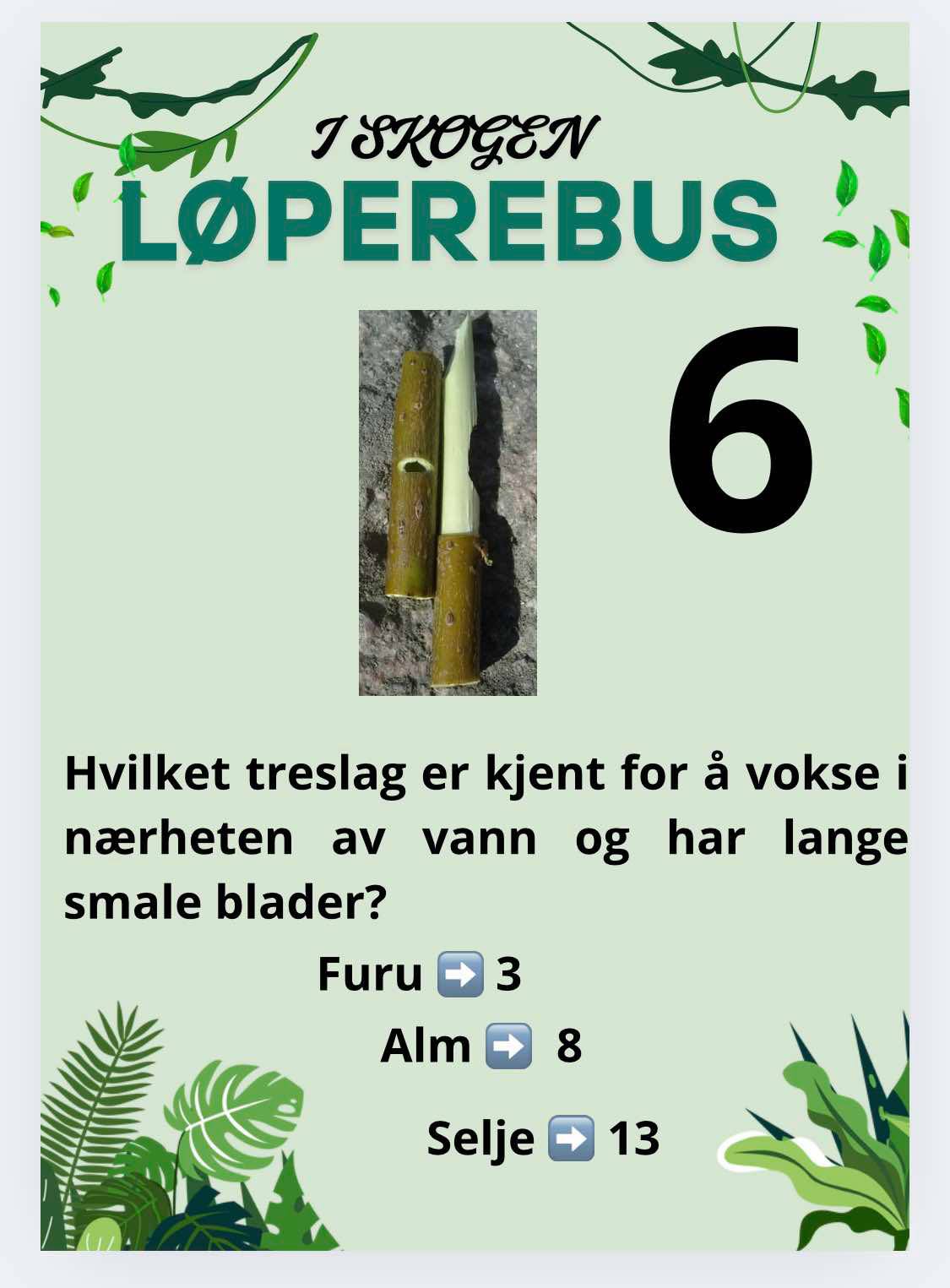 Løperebus i skogen - Norske trær - Bilde 12