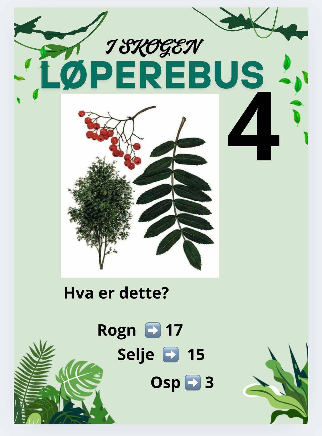 Løperebus i skogen - Norske trær - Bilde 4