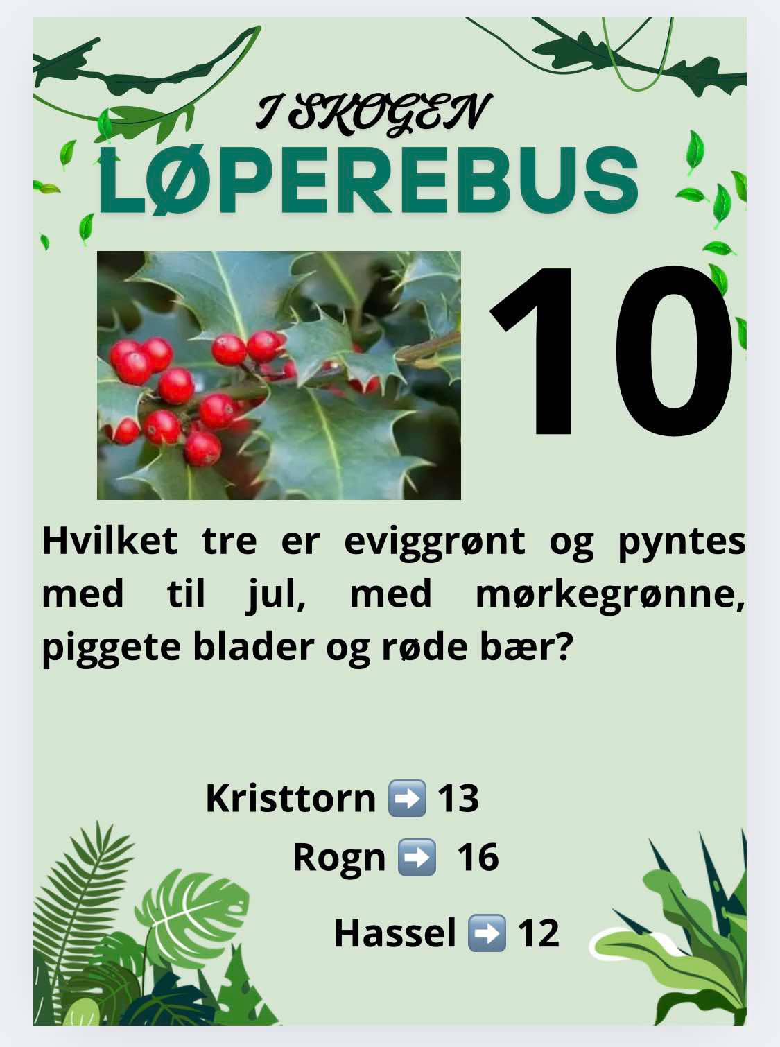 Løperebus i skogen - Norske trær - Bilde 14