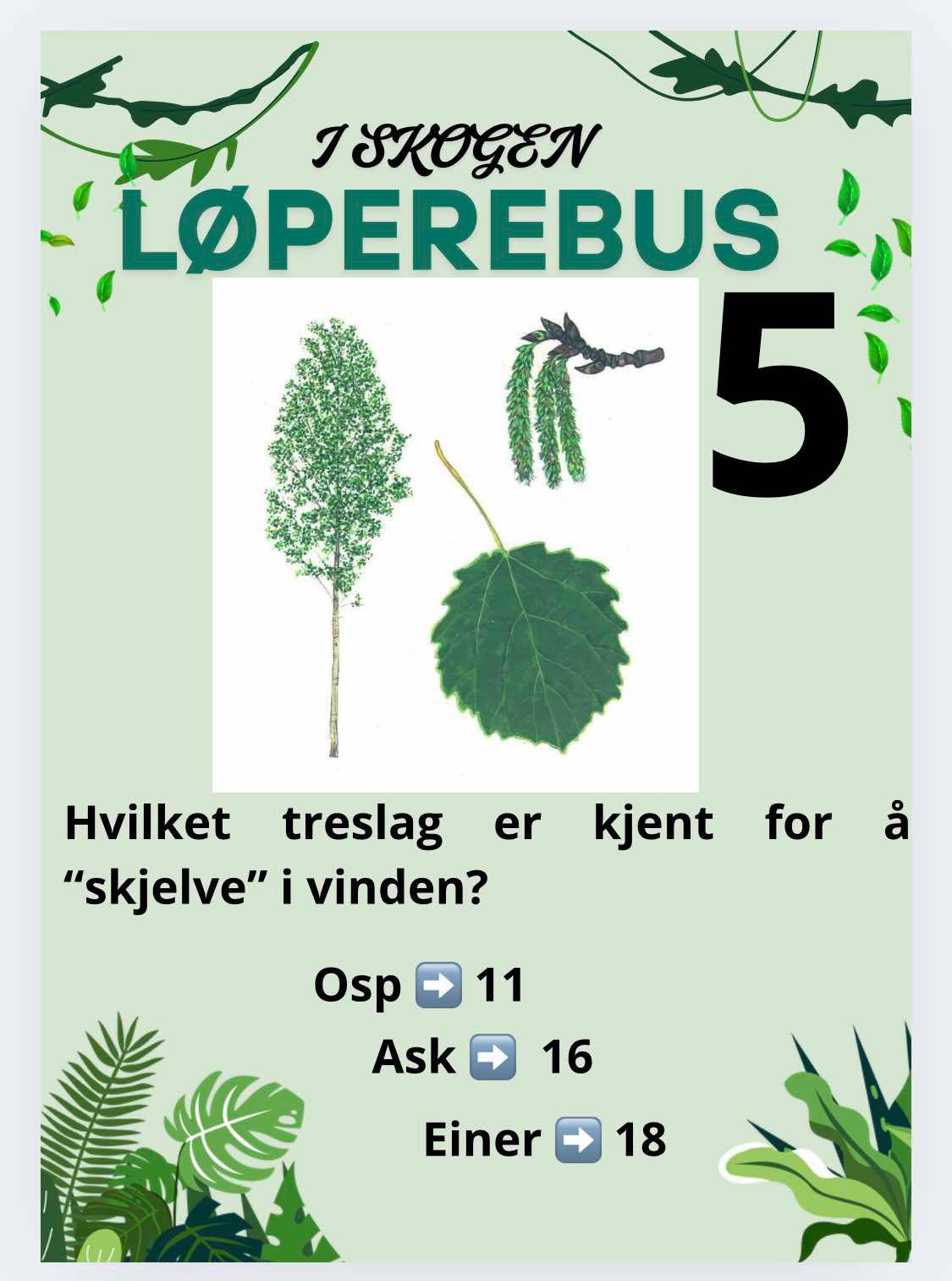 Løperebus i skogen - Norske trær - Bilde 11