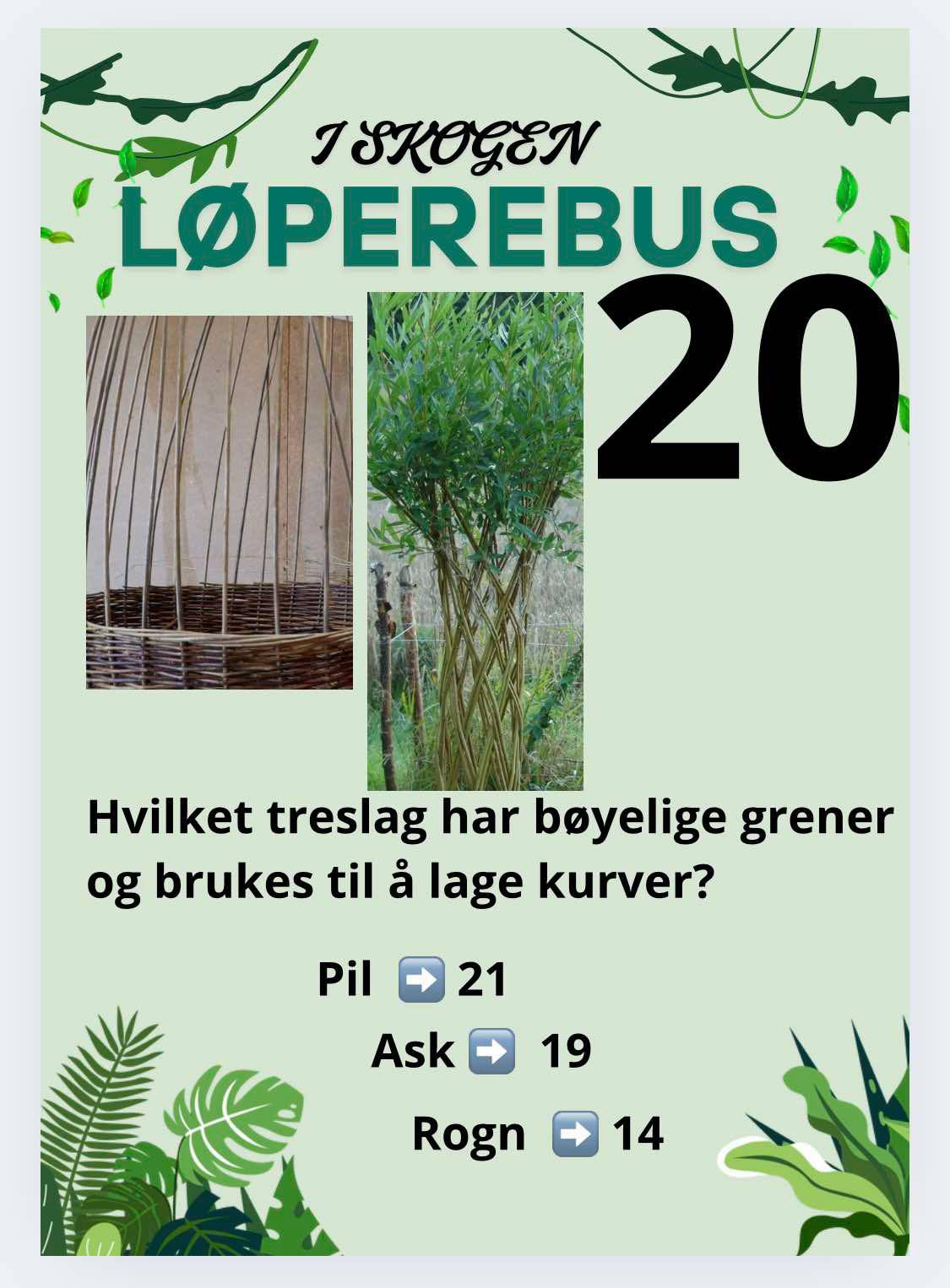 Løperebus i skogen - Norske trær - Bilde 8