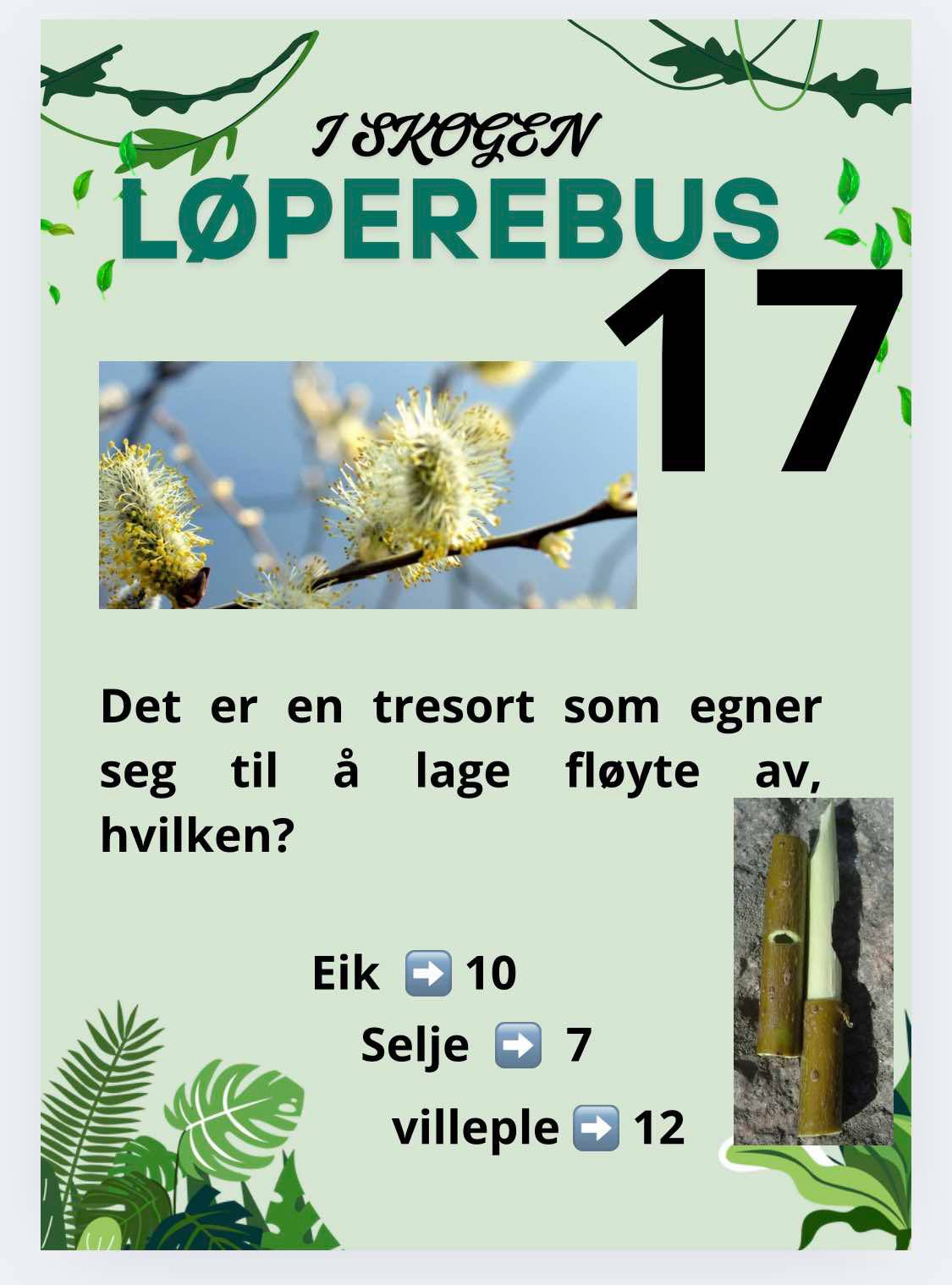Løperebus i skogen - Norske trær - Bilde 5