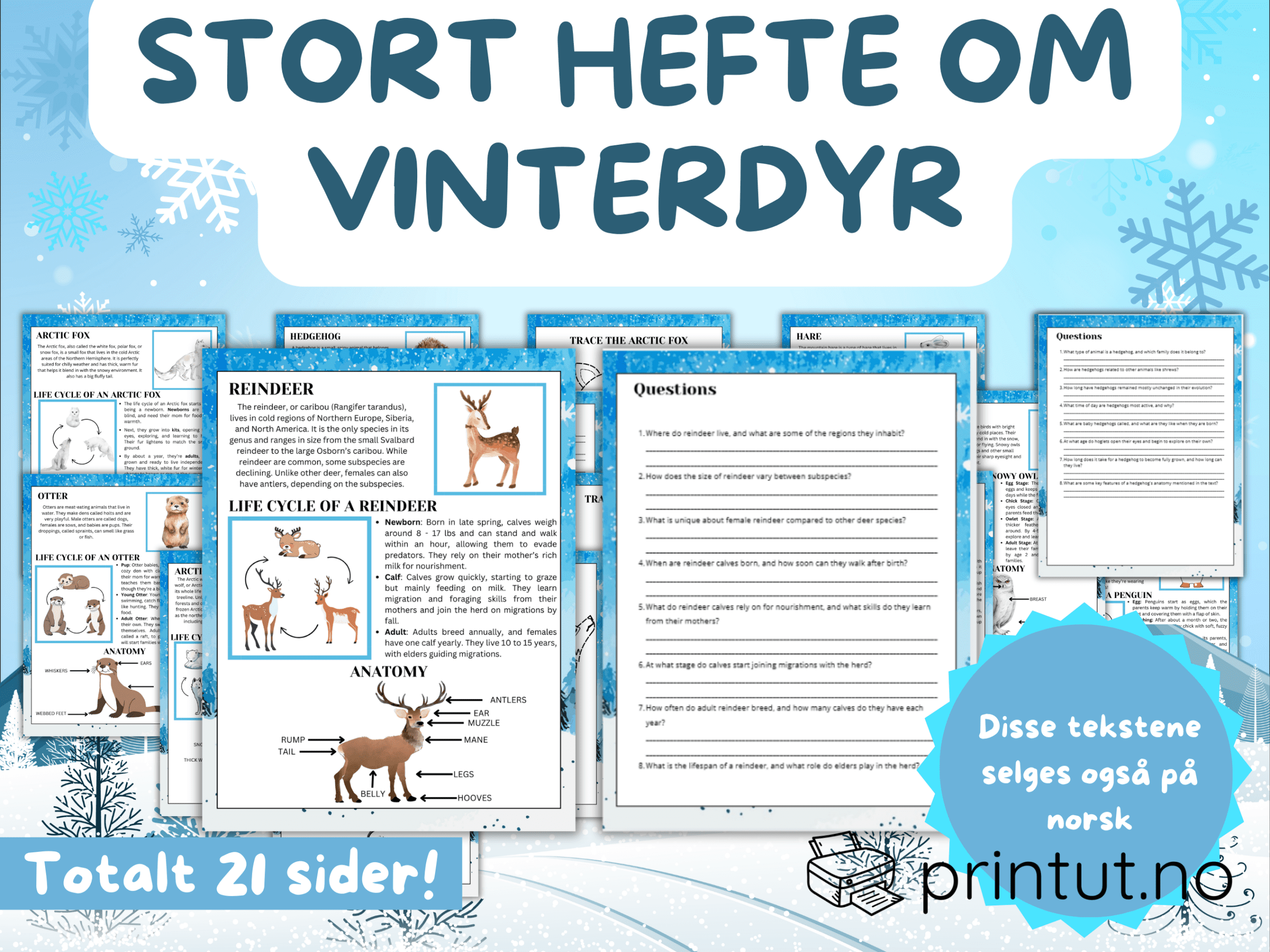 Leseforståelse vinterdyr - ENGELSK - Bilde 2