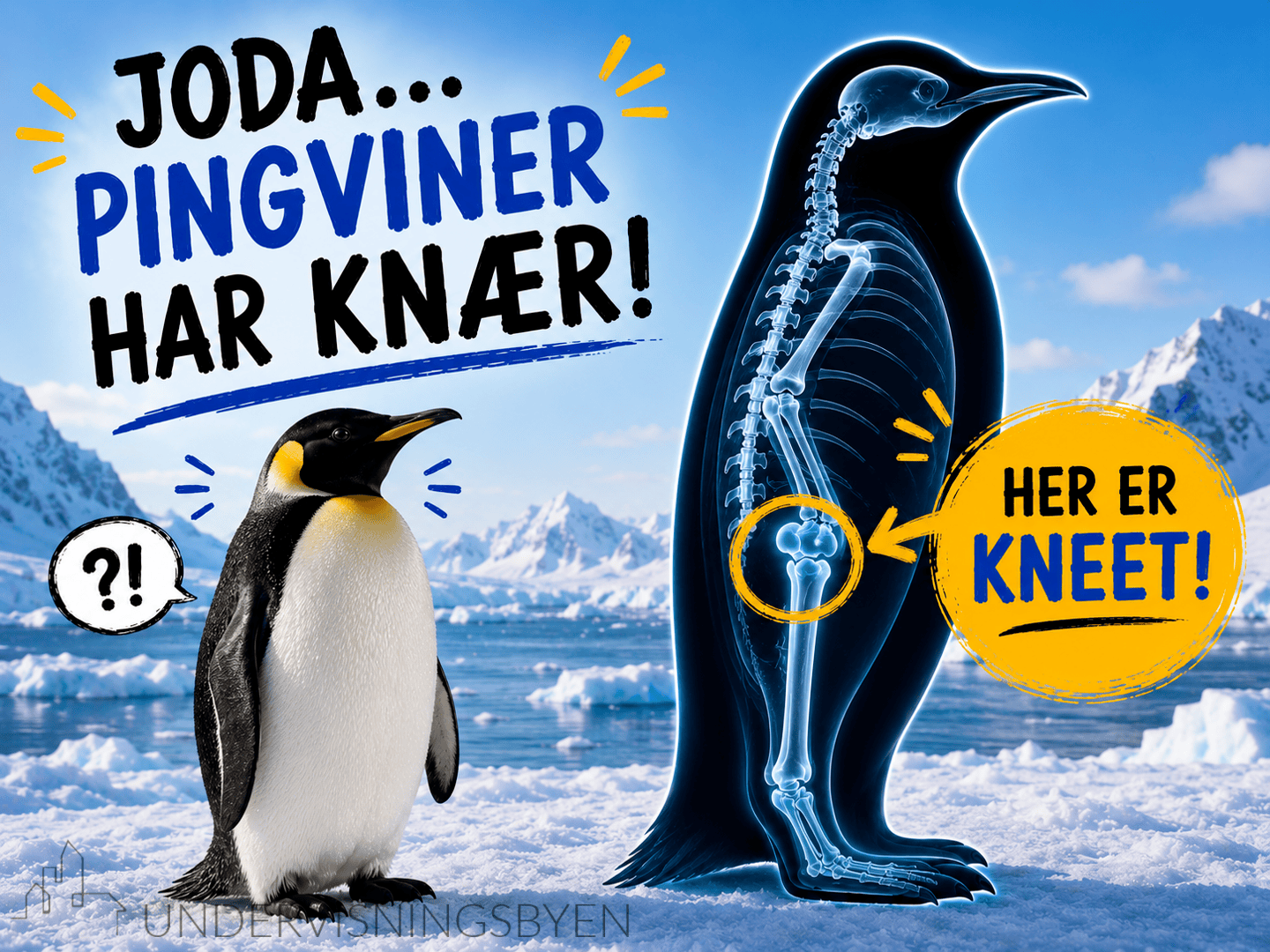 Ukas greie - PINGVINEN - Bilde 5