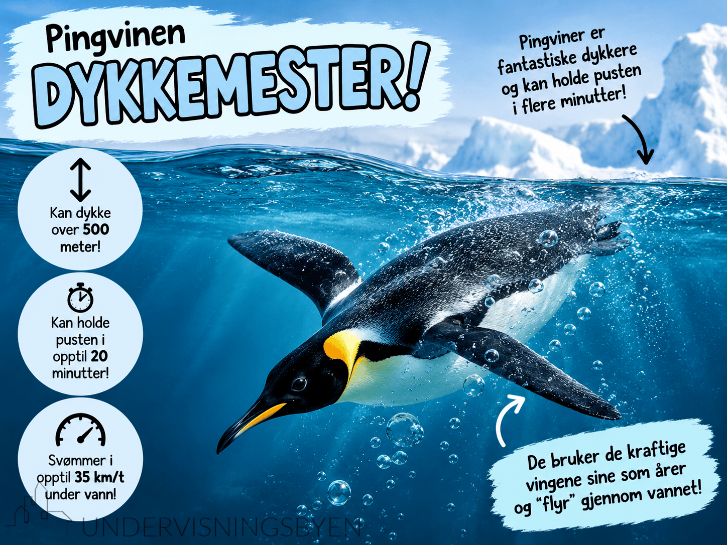Ukas greie - PINGVINEN - Bilde 4