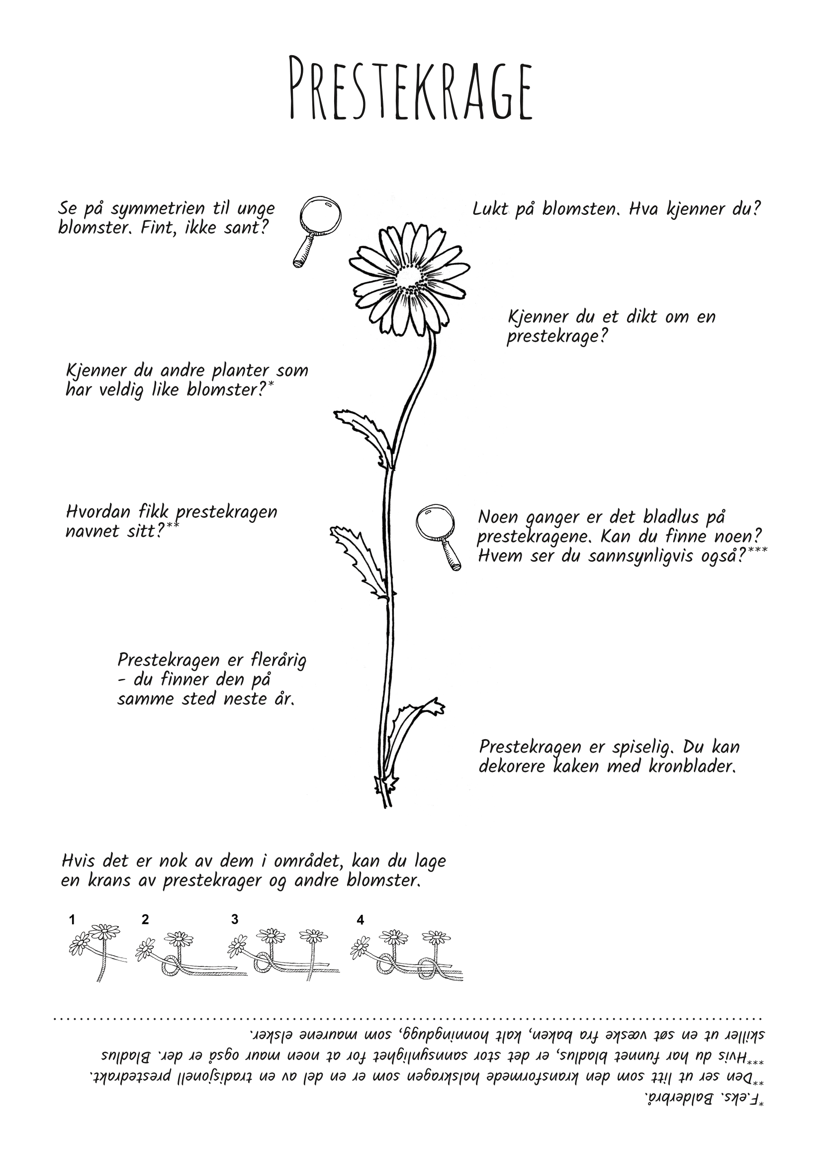 Utforsk planter: prestekrage