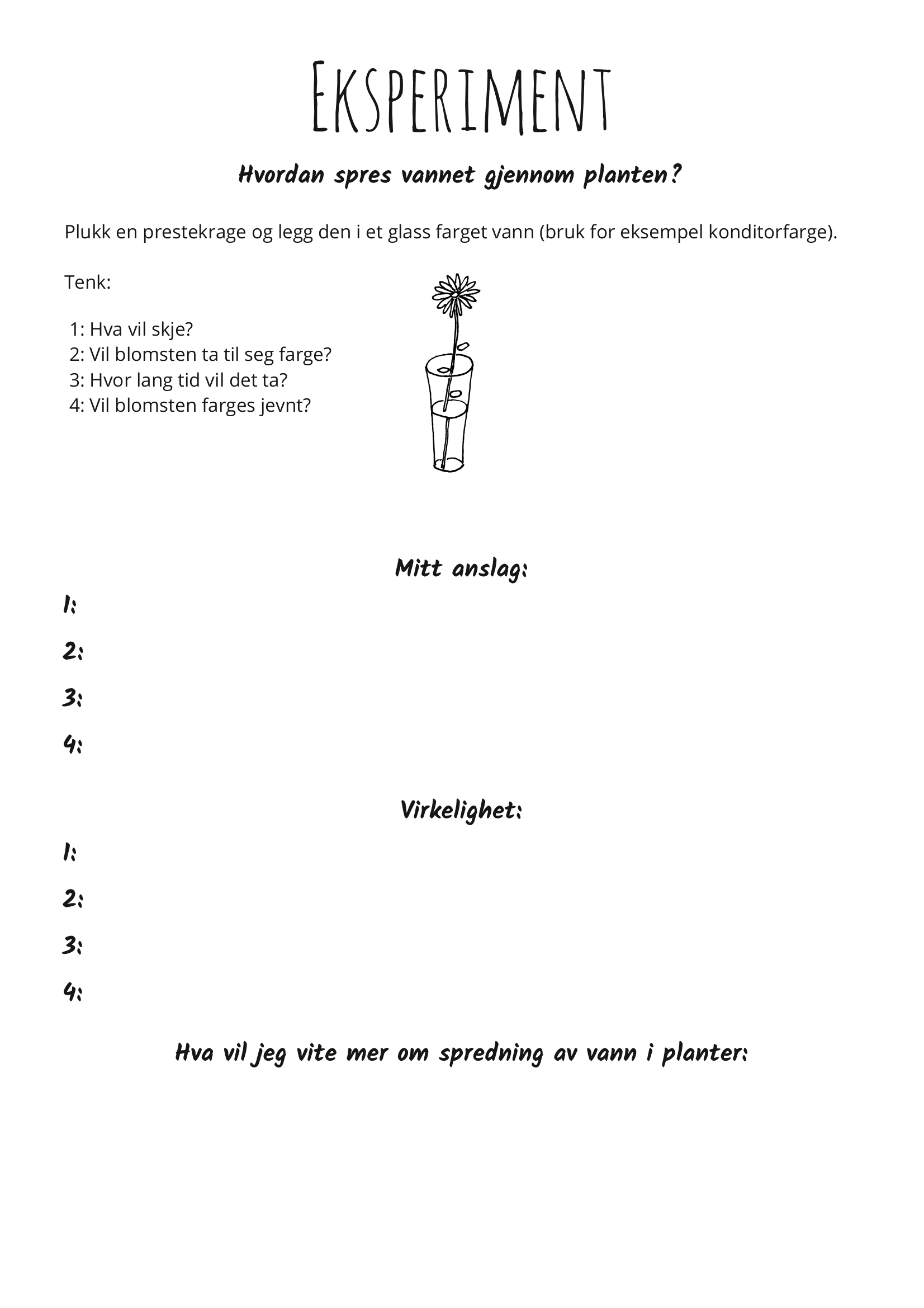 Utforsk planter: prestekrage - Bilde 2
