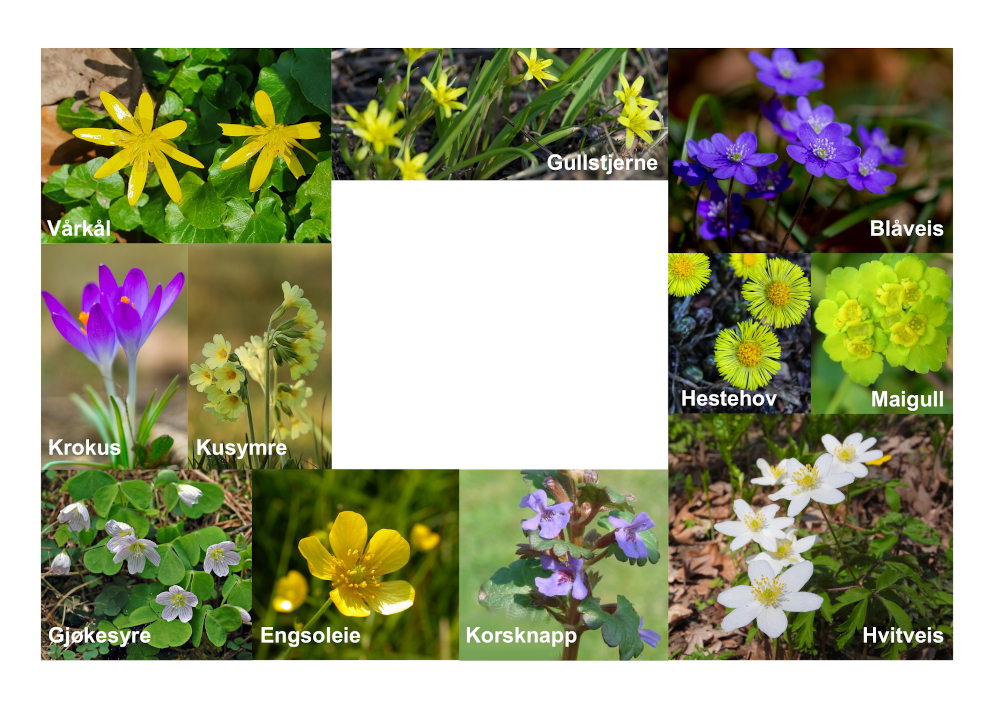 Vårblomster vindu