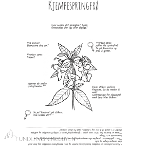 Utforsk planter: kjempespringfrø